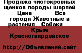 Продажа чистокровных щенков породы шарпей › Цена ­ 8 000 - Все города Животные и растения » Собаки   . Крым,Красногвардейское